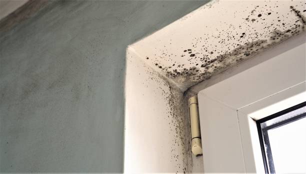 Best Indoor Air Quality Assessment  in Whitemarsh Island, GA