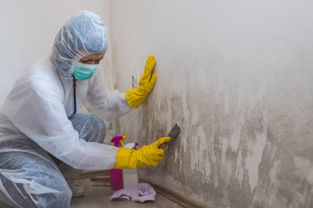 Best Mold Damage Restoration  in Whitemarsh Island, GA