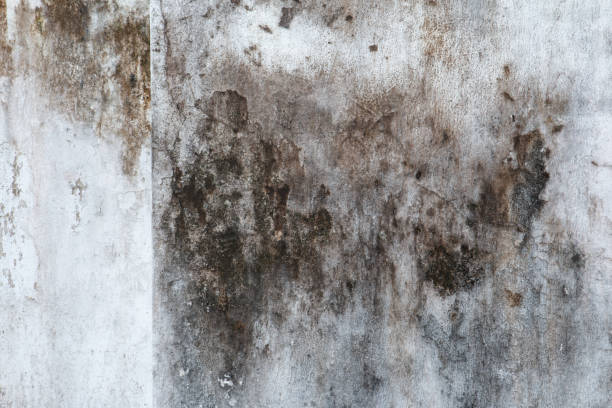 Best Asbestos and Lead Testing During Mold Inspection  in Whitemarsh Island, GA