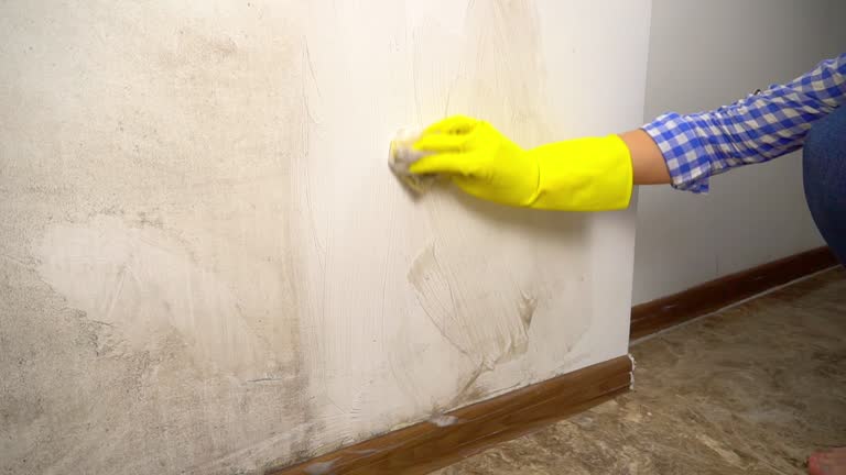 Best Water Damage & Mold Remediation  in Whitemarsh Island, GA