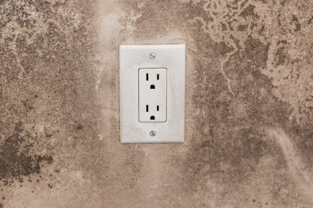 Professional Mold Removal in Whitemarsh Island, GA