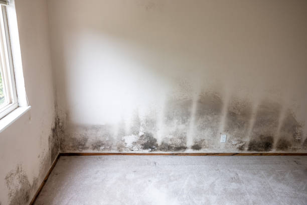 Environmental Consulting for Mold Prevention in Whitemarsh Island, GA
