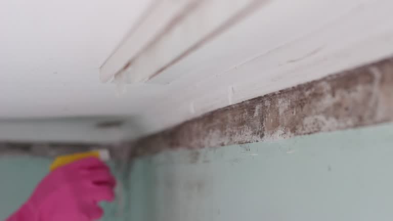Best Black Mold Removal  in Whitemarsh Island, GA