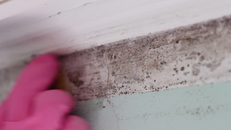 Best Mold Removal for HVAC Installations  in Whitemarsh Island, GA